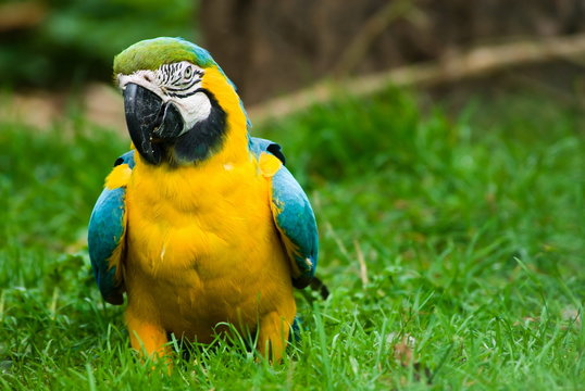 beatiful parot in the grass