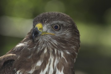 Buzzard