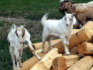 Goat kids