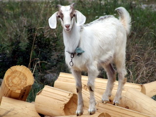 Goat kid