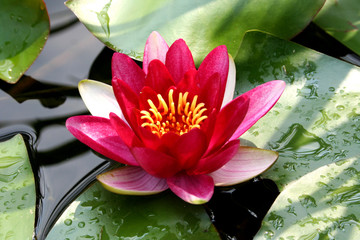 Nenuphar