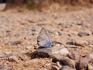 Fototapeta na wymiar Butterfly relaksujący ontop skał