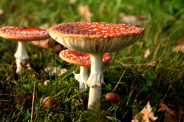 group of mushrooms