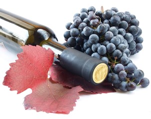 wine bottle and young grape vine