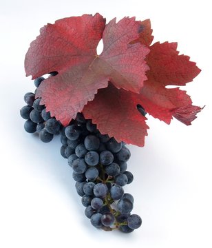Blue grape cluster with leaves