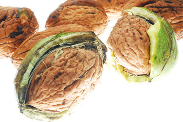 Fototapeta premium walnuts