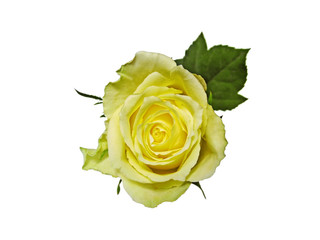 Yellow rose isolated on white