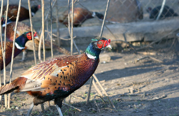 pheasant 8