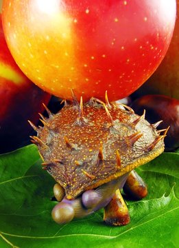 chestnus hedgehog