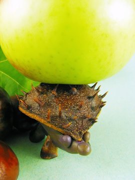 chestnus hedgehog