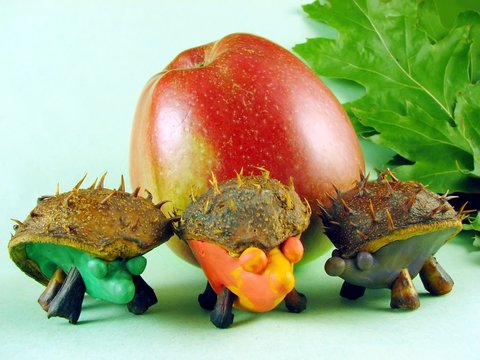 chestnus hedgehogs
