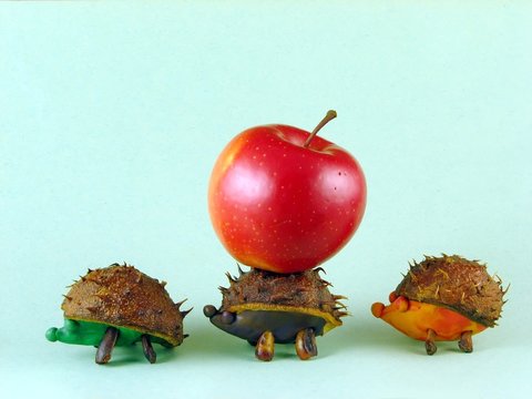 chestnus hedgehogs