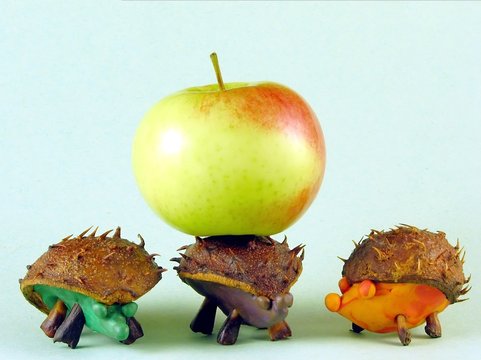 chestnus hedgehogs