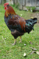 rooster