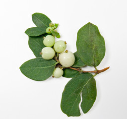 Twig autumn bush
