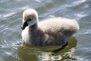 Cute Swan Cygnets in the water