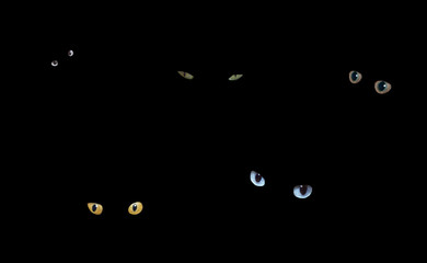 Cats in The Dark © Brenda Carson