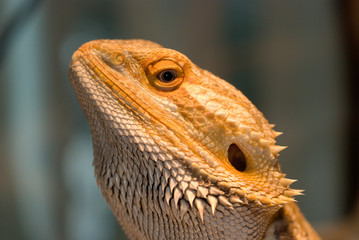 Bearded Dragon Lizard