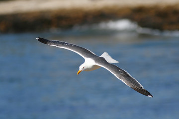 Soaring Gull