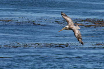 Fototapeta premium Open Ocean Pelican