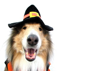 Collie in Halloween Costume