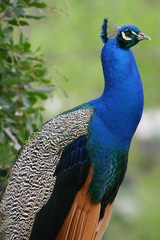 Obraz premium Peacock