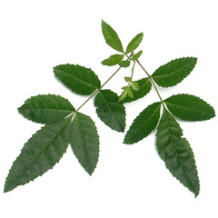 feuilles du faux poivrier 