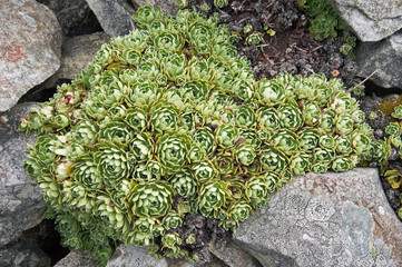 Mountain plant