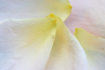 rose petal background