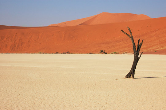 Tree in the desert - Deadvlei