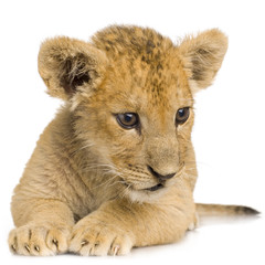 Lion Cub (3 months)