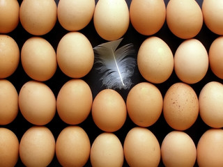 lines of eggs
