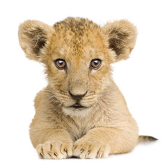 Naklejka premium Lion Cub (3 months)