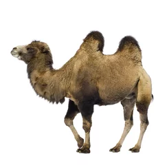 Afwasbaar Fotobehang Kameel kameel