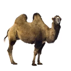 Peel and stick wall murals Camel camel