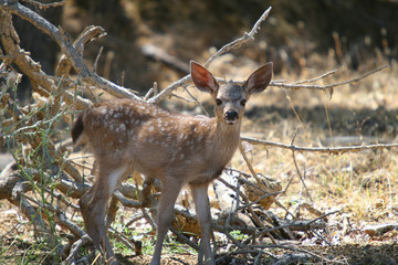 Cute Fawn
