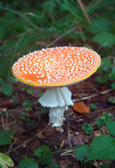  Red toadstool