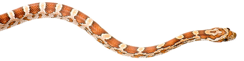 Corn Snake