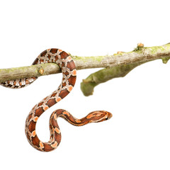 Naklejka premium Corn Snake