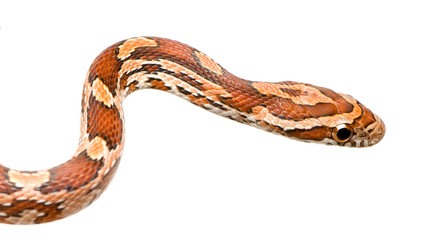 Corn Snake