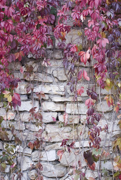 Old Stone Wall With Vines