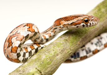 Naklejka premium Corn Snake