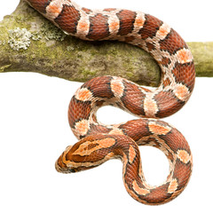 Obraz premium Corn Snake