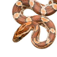 Corn Snake