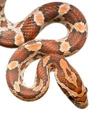 Corn Snake