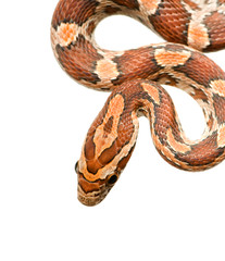 Corn Snake