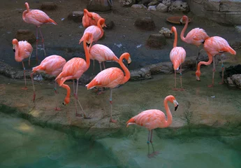 Papier peint Flamant flamingo