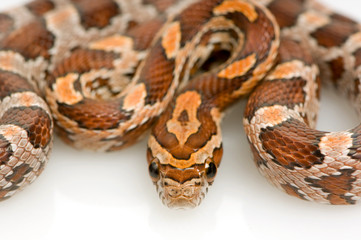Corn Snake