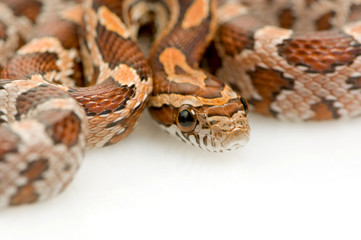 Corn Snake