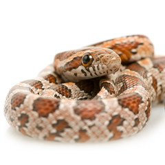 Corn Snake